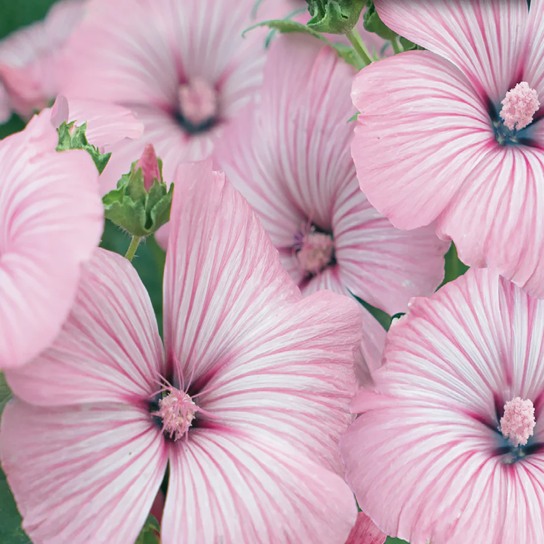 Lavatera 'Silvercup' - Image 2