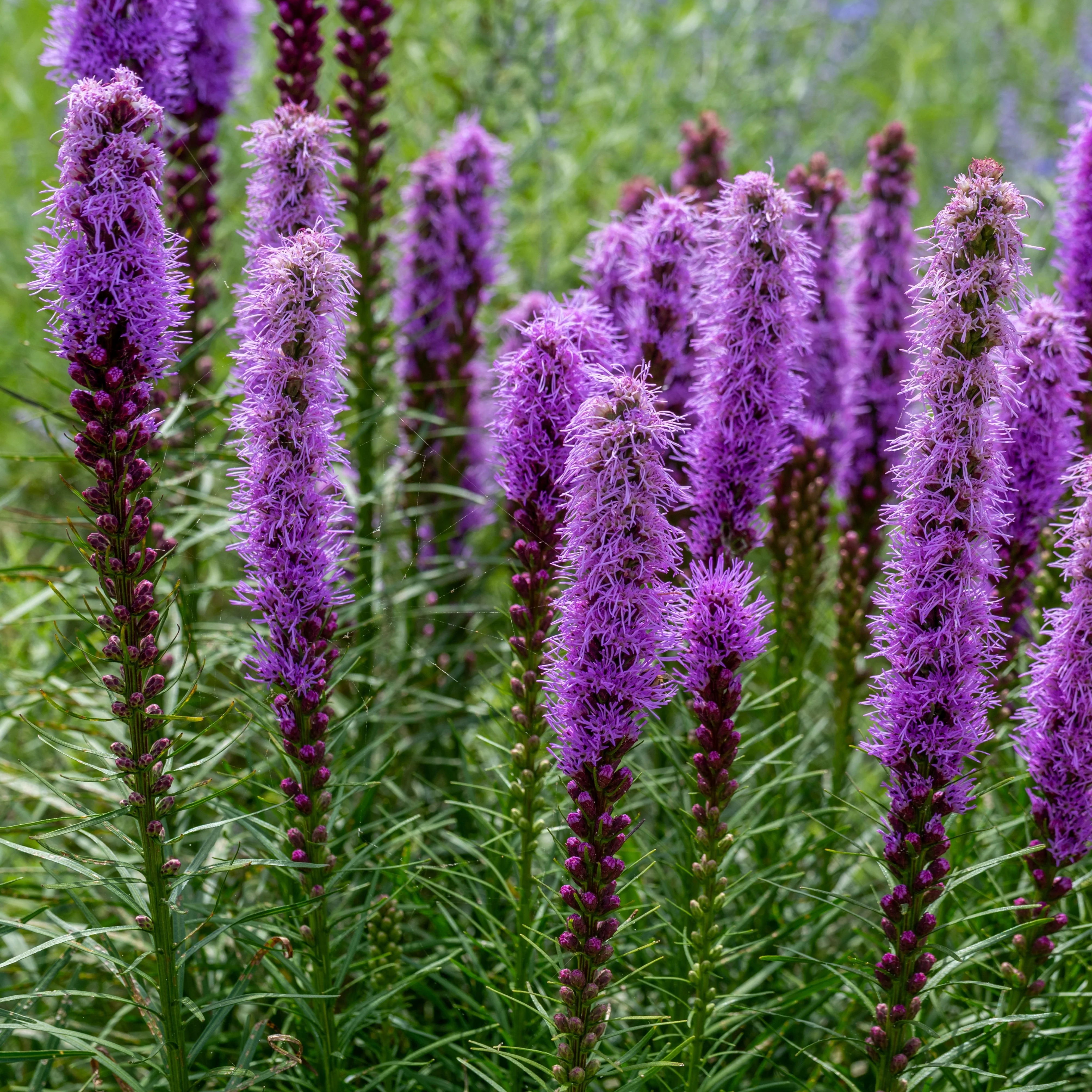 Liatris Ă Ăpi