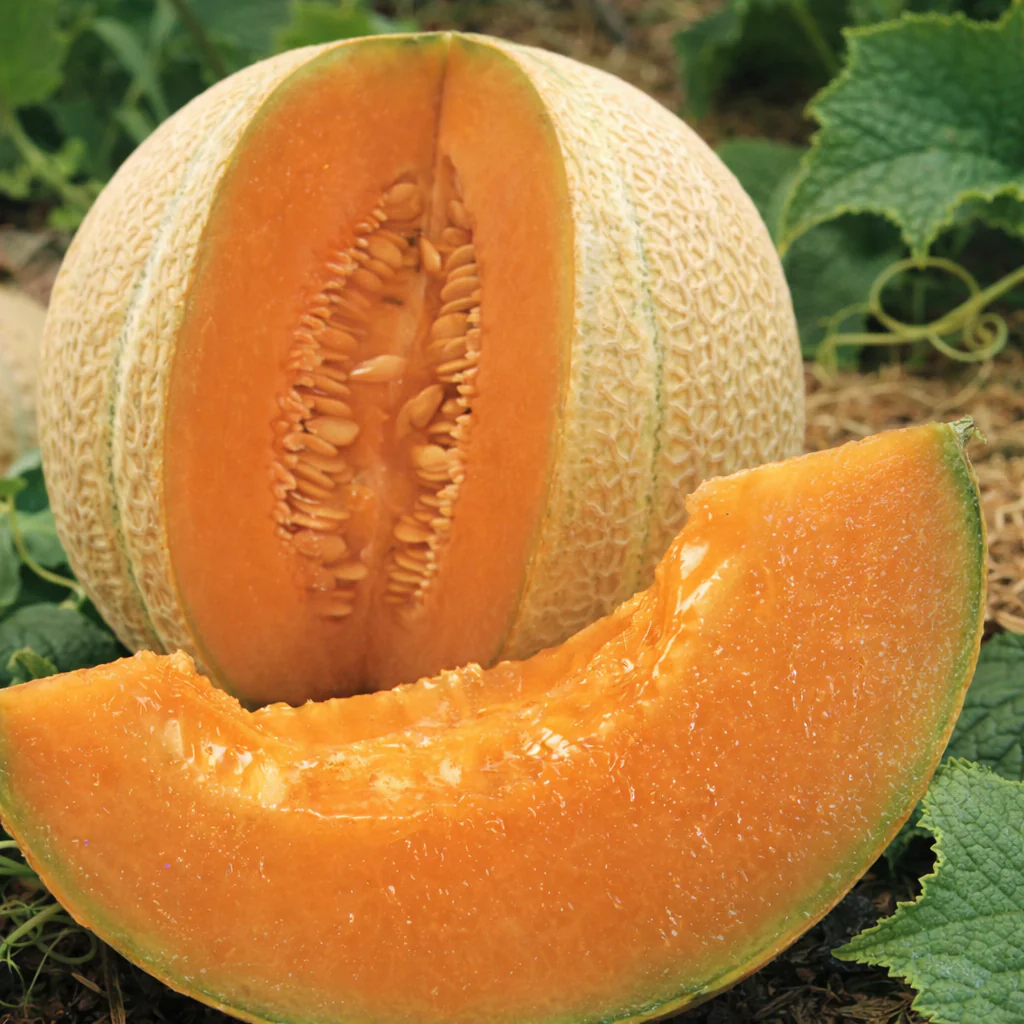 Cantaloup 'Hearts of Gold' bio