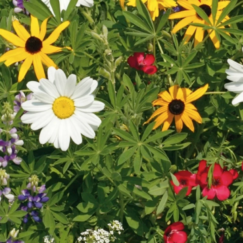 Mélange de fleurs sauvages 'Pour pollinisateurs' - Image 2