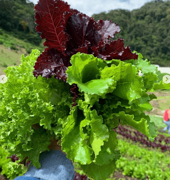 Mélange de Laitues bio