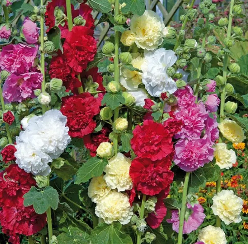 Mélange de roses trémières 'Doubles Chater's' bio