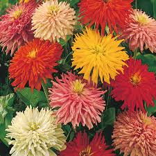 Mélange de zinnia 'Giant cactus flower'
