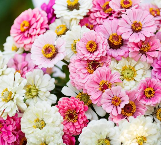 Mélange de Zinnia 'Isn't This Romantic' bio