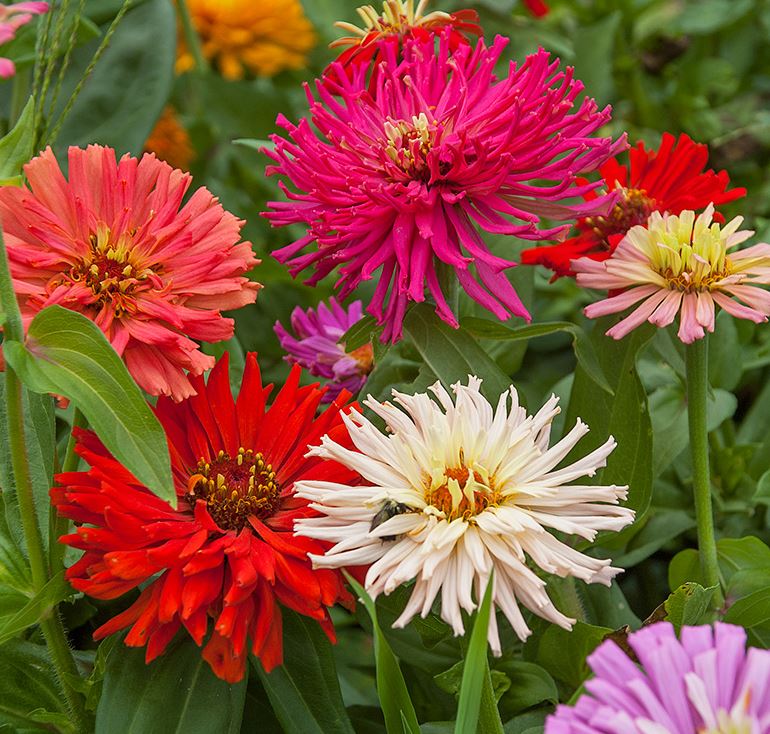 Mélange de Zinnias 'Cactus Bright Jewels' bio