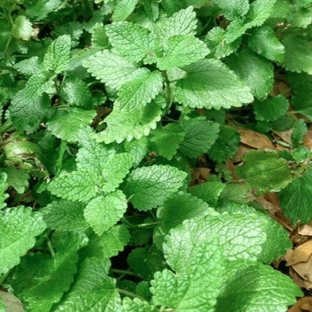 Mélisse 'Lemon Balm' bio
