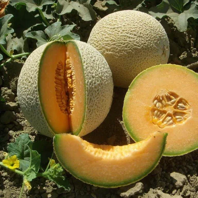 Cantaloup 'Vidal' F1