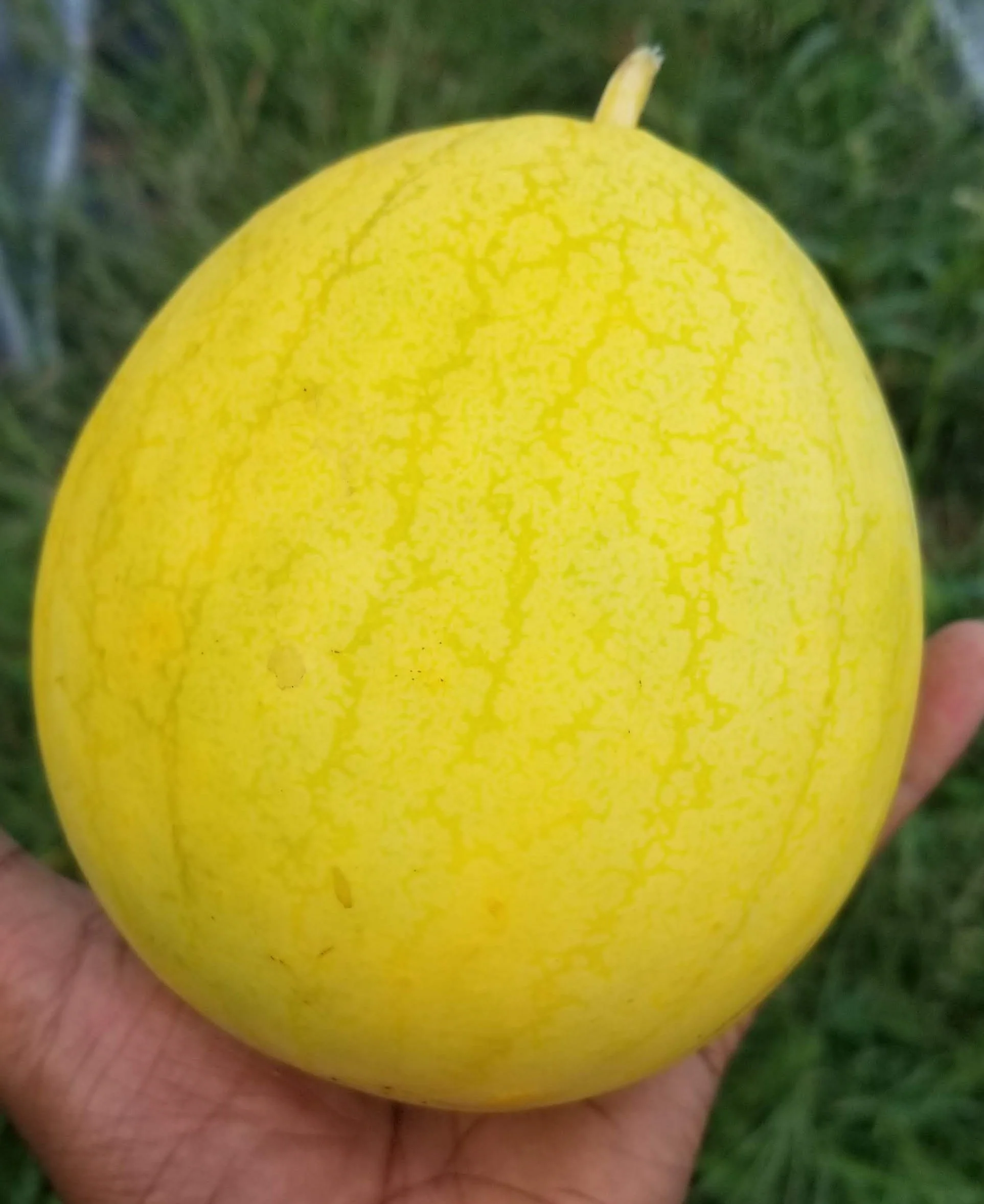 Melon d'eau 'Golden Midget' bio