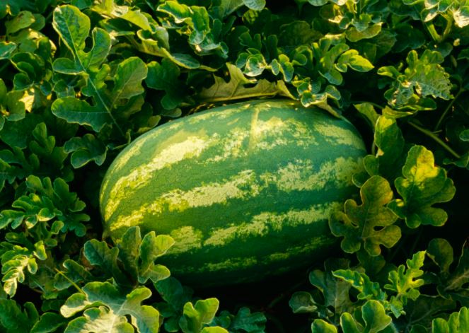 Melon d'eau 'Jubilee' bio