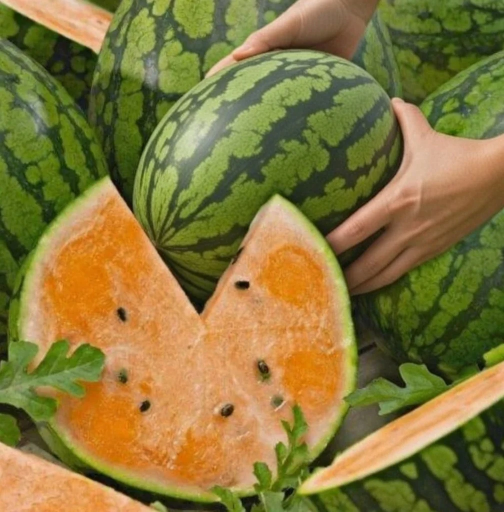 Melon d'eau 'Orange Tendersweet' bio