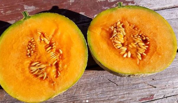 Melon musqué 'Hearts of gold' bio