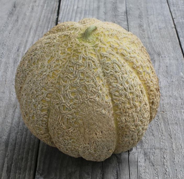 Melon musqué 'Pride of Wisconsin' bio