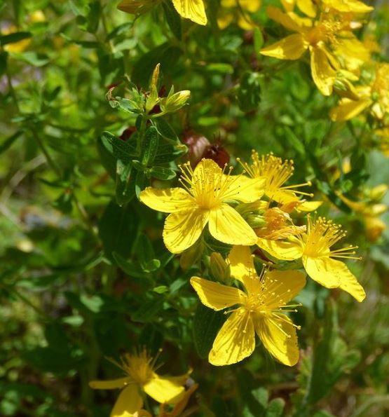 Millepertuis 'Topas' bio