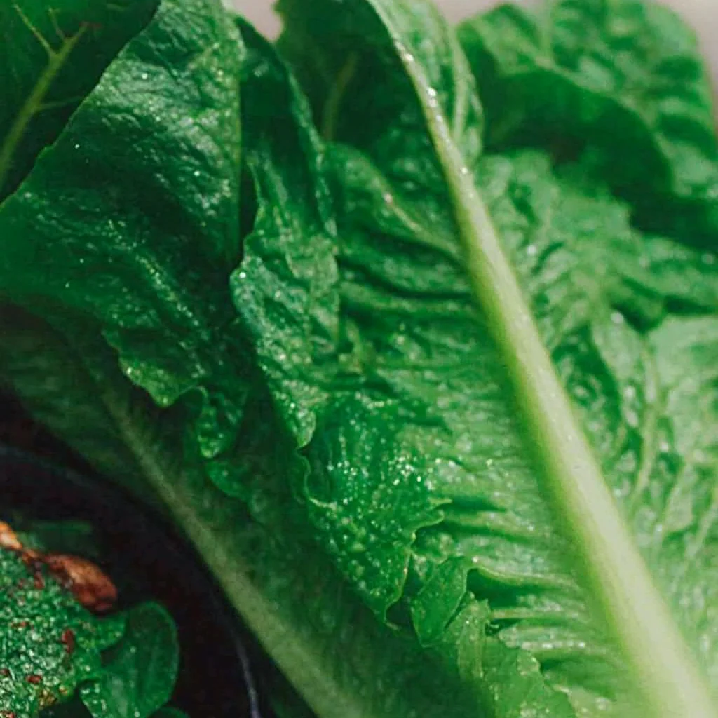 Laitue romaine sur ruban