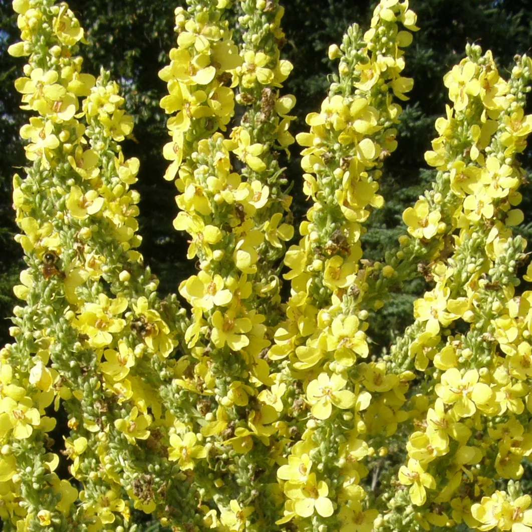 MolĂšne d'Olympe bio