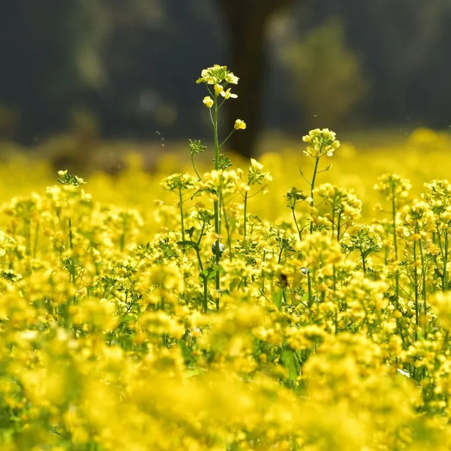Moutarde jaune bio