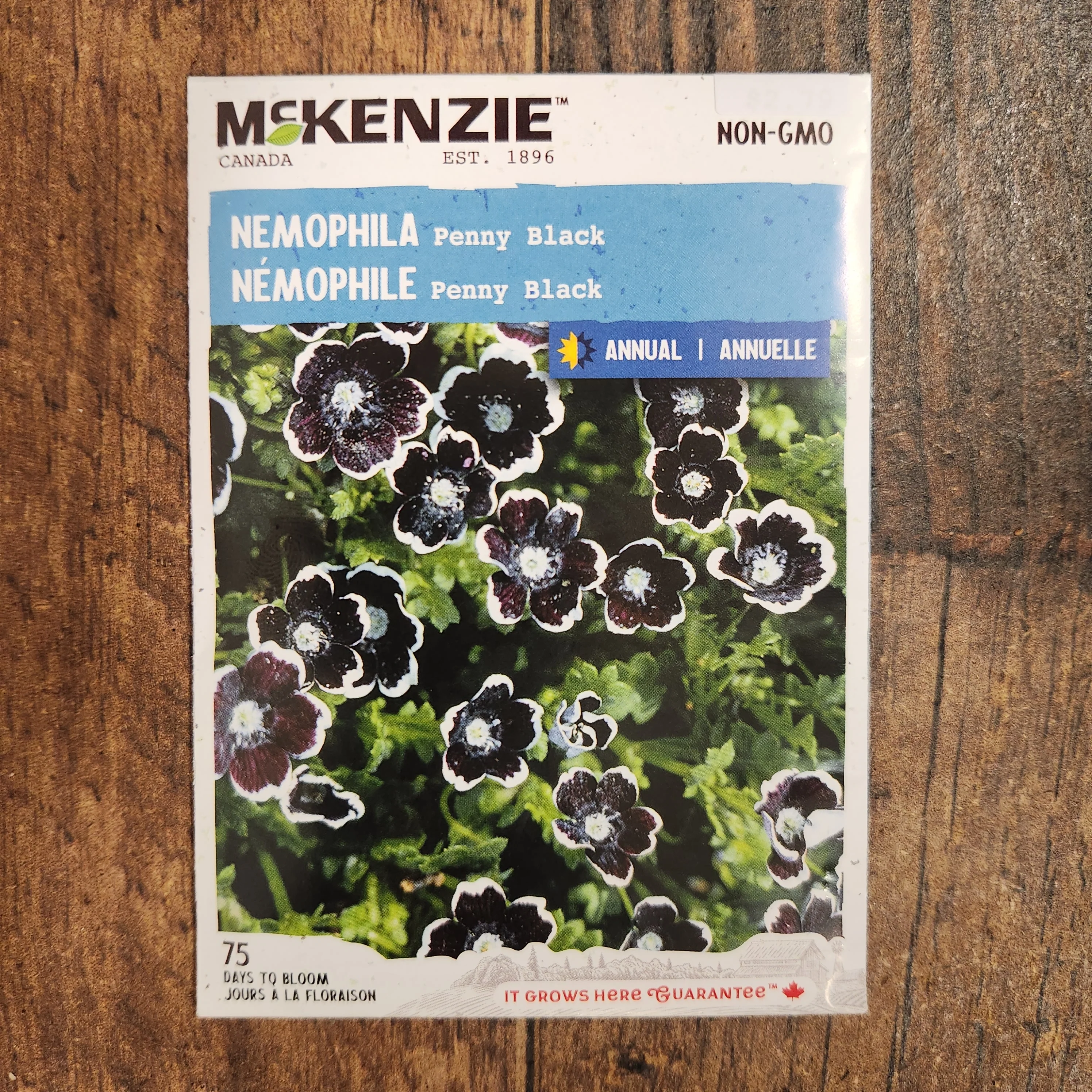 Nemophila 'Penny Black' - Image 2