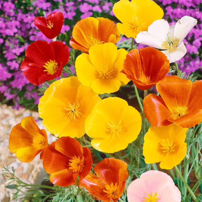 Mélange de pavots orientaux 'Mixed Colours'