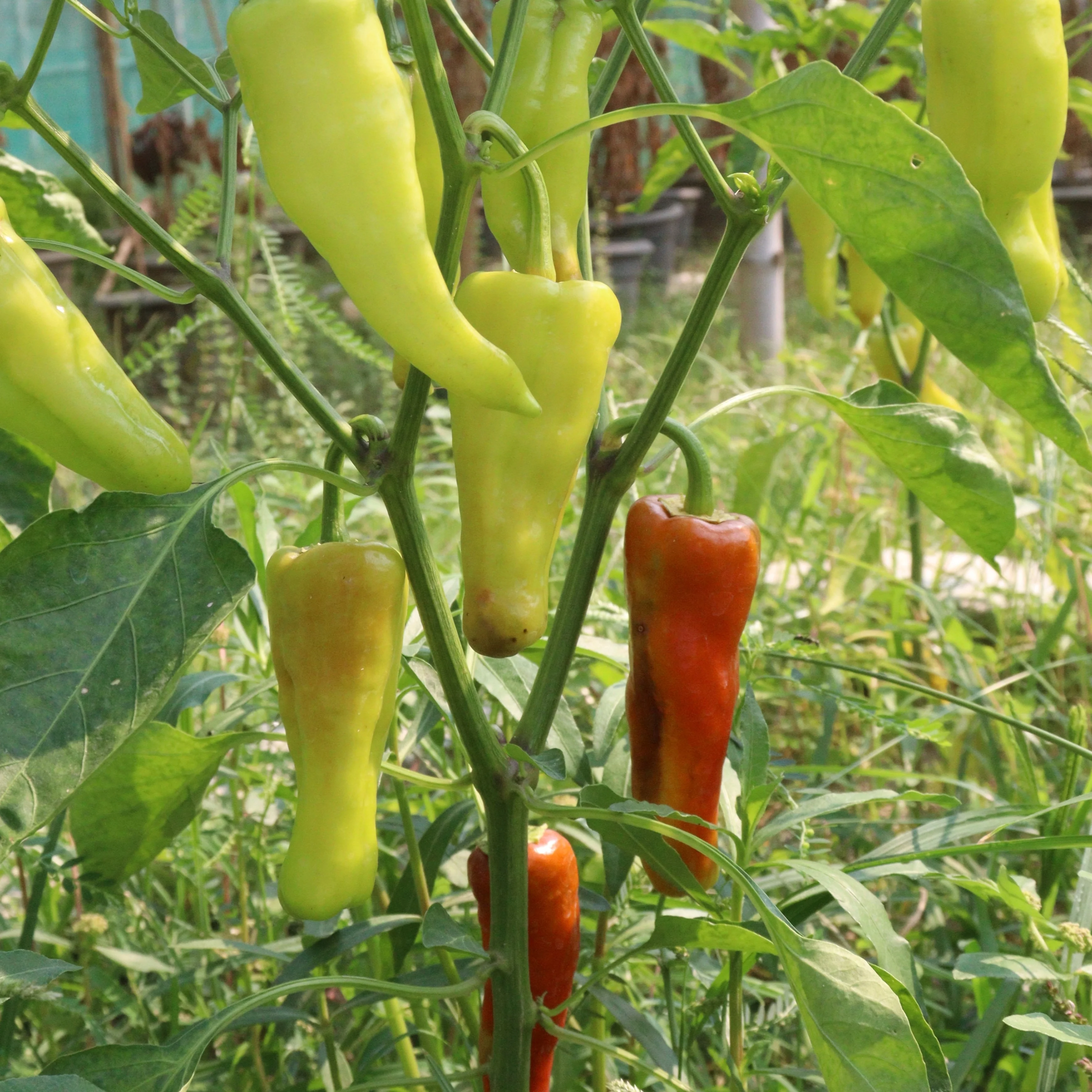 Poivron banane doux 'Hungarian Yellow Sweet'