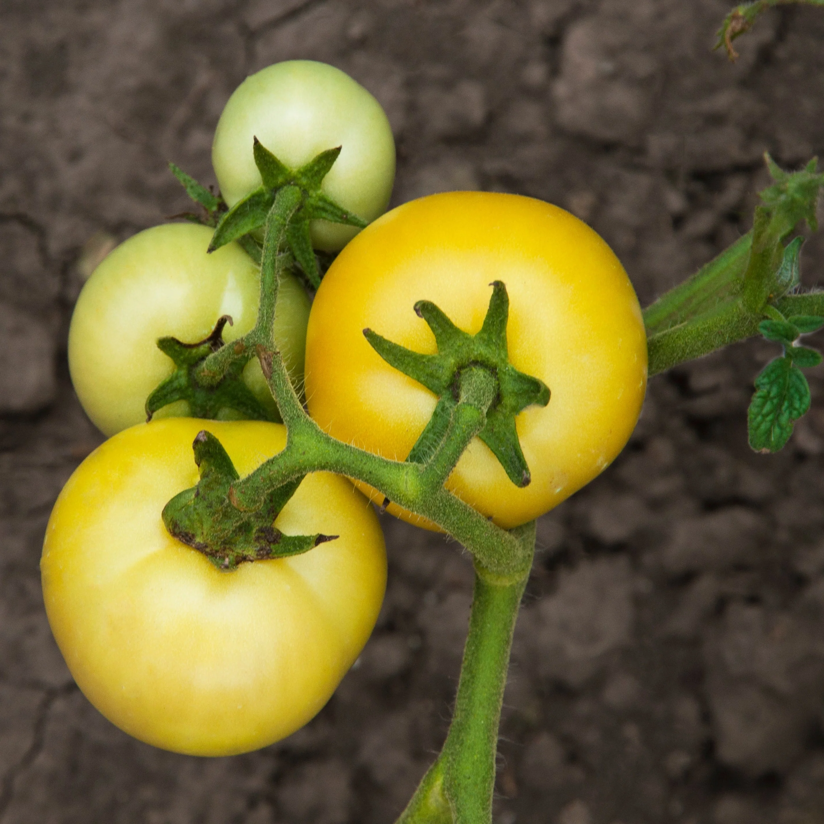 Tomate 'Golden Queen'