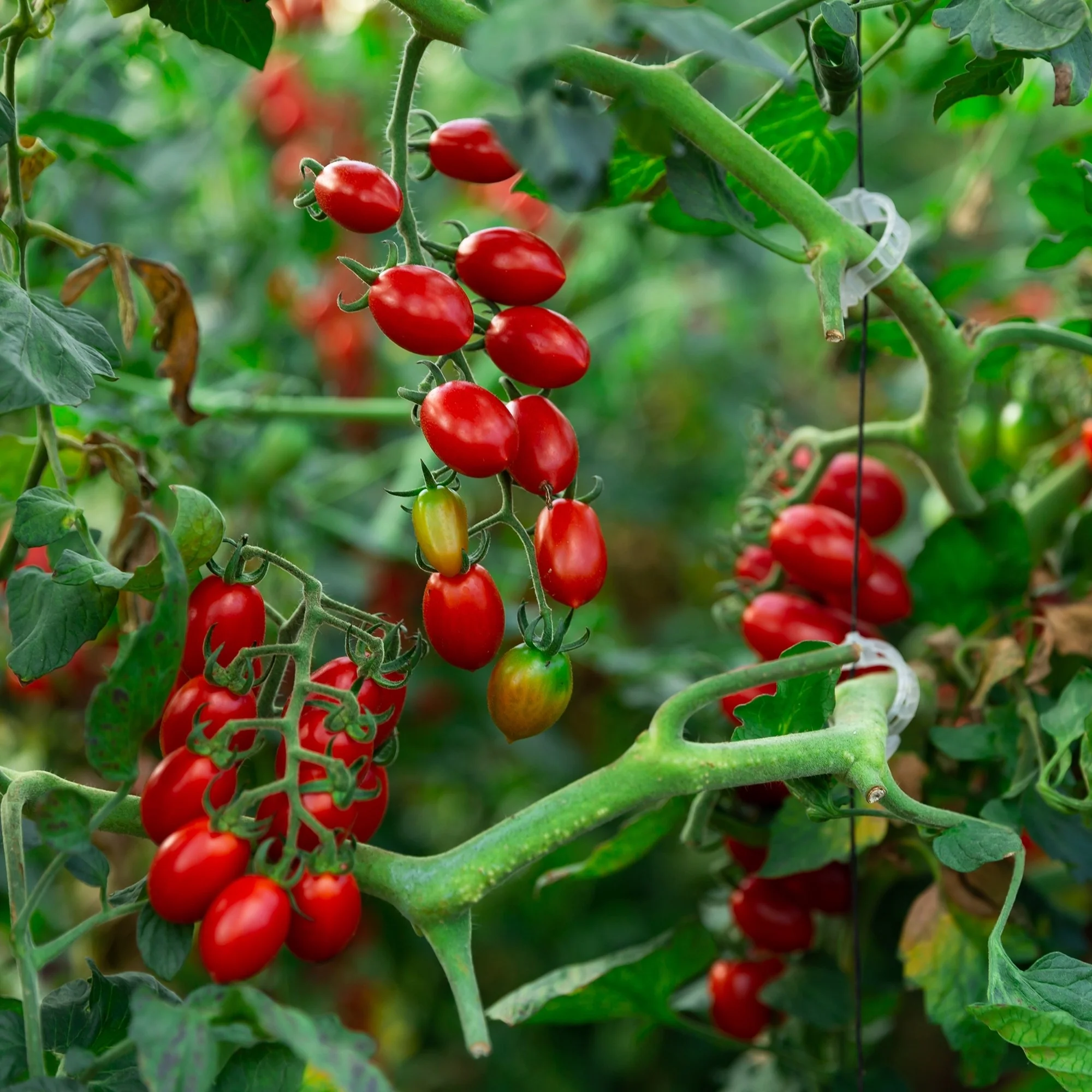 Tomate raisin 'Lucia'