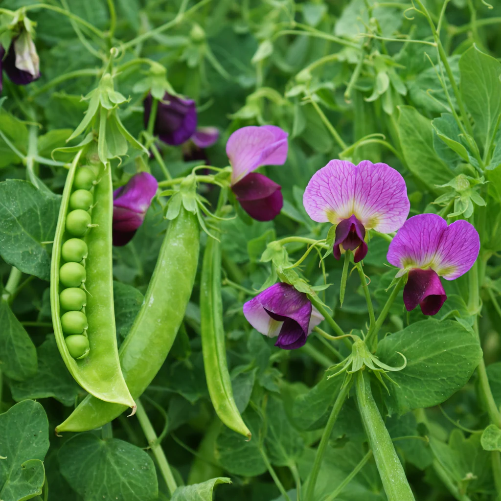 Pois mange-tout 'Little Purple'