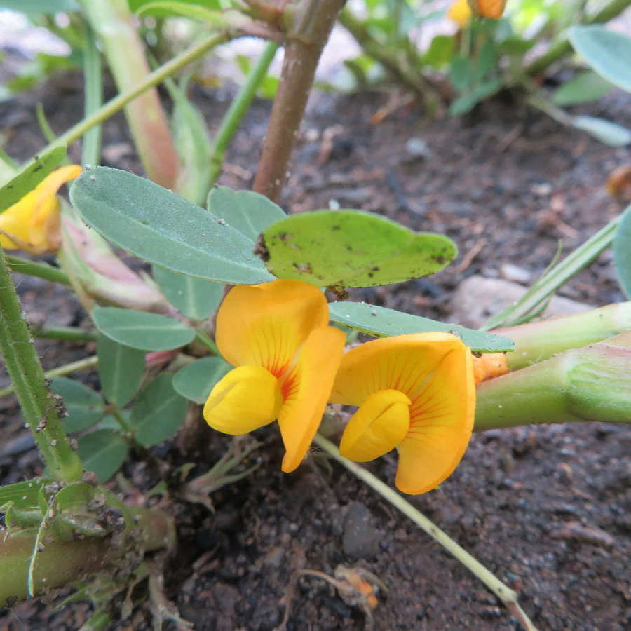 Arachide 'Valencia'