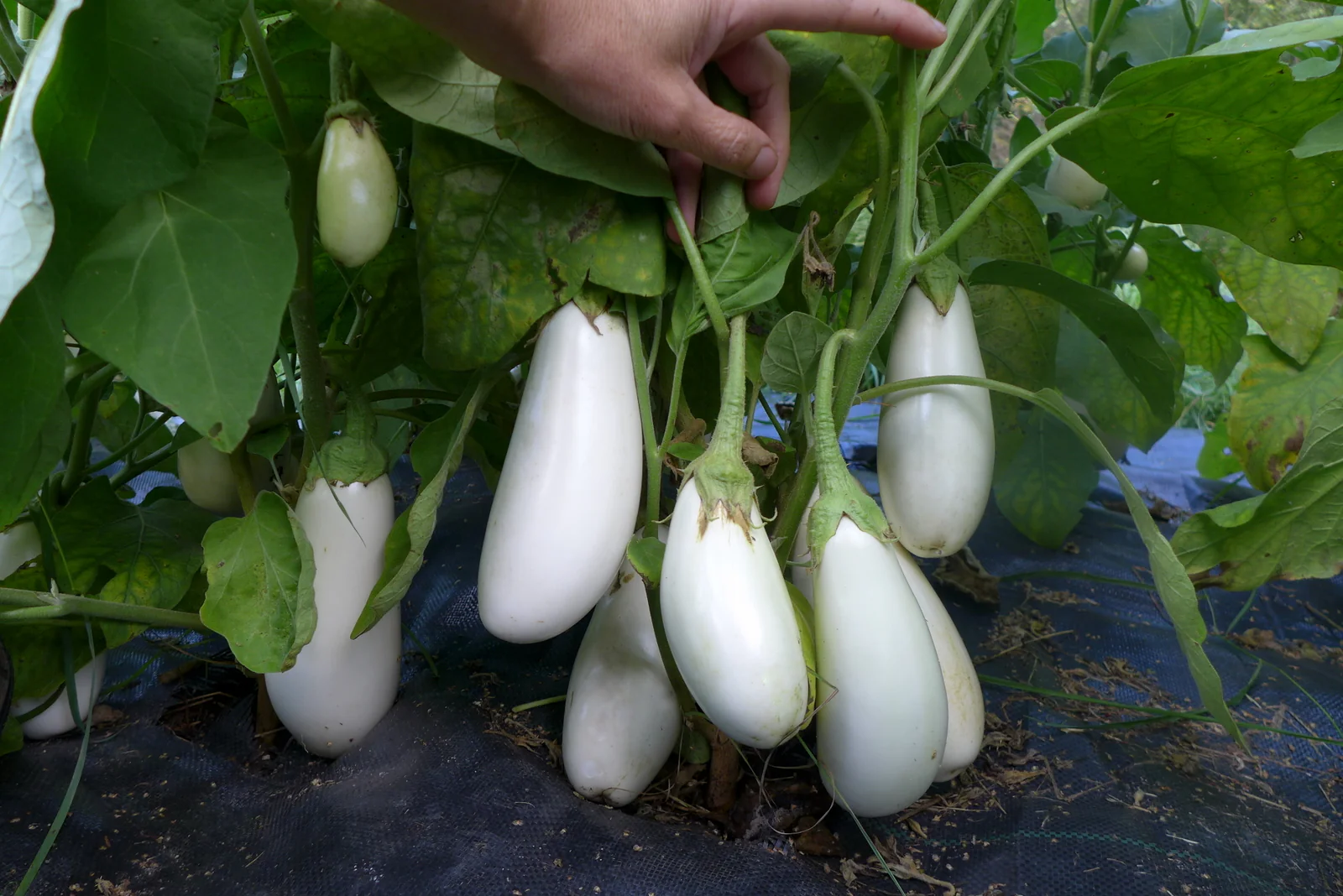 Aubergine 'Casper'