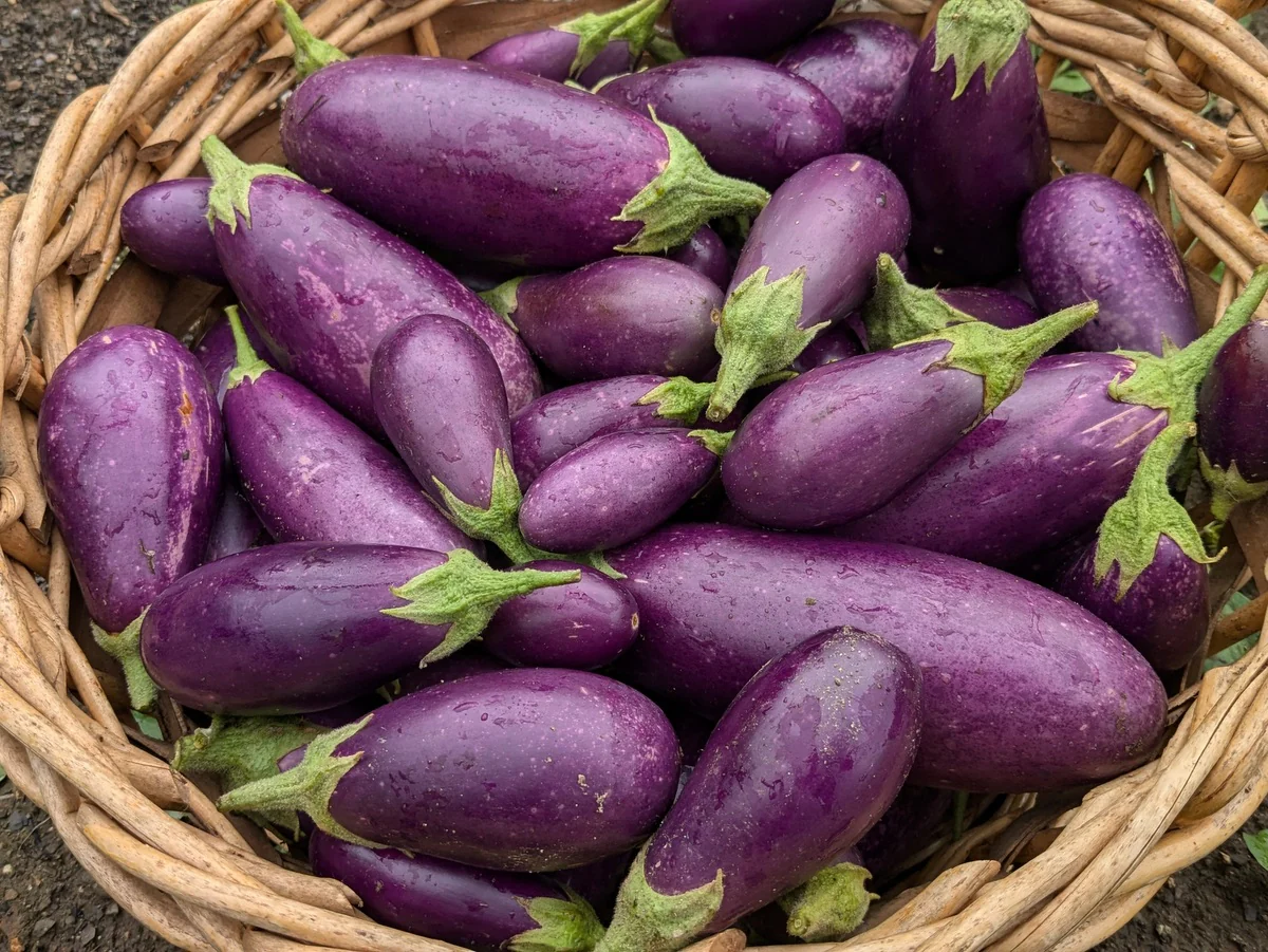 Aubergine 'Jewel Amethyst'