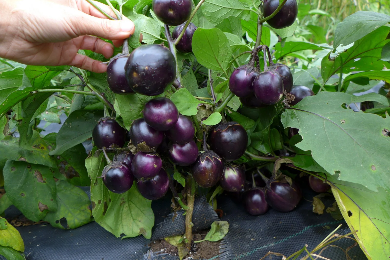 Aubergine 'Mini Bambine'