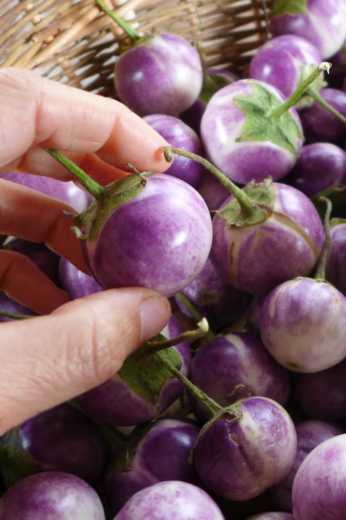 Aubergine 'Thai Lavender Frog Egg'
