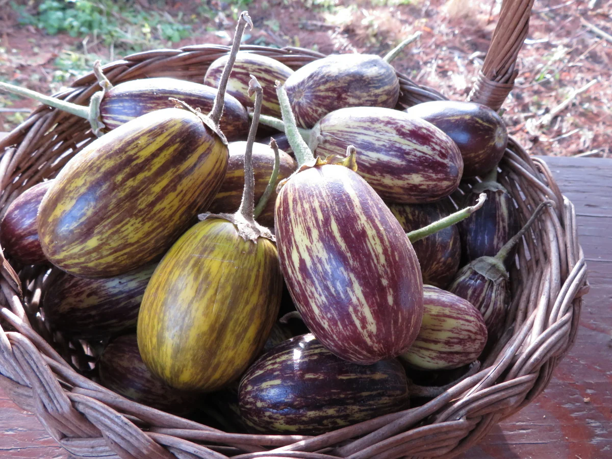 Aubergine 'Udumalpet'