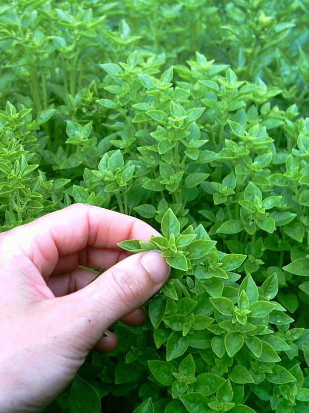 Basilic grec