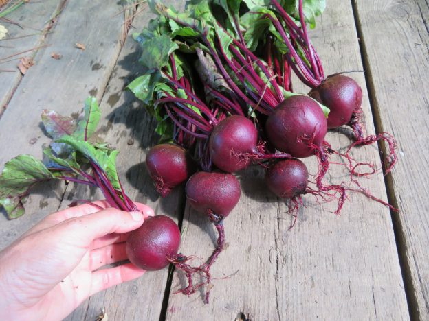 Betterave 'Babybeet'