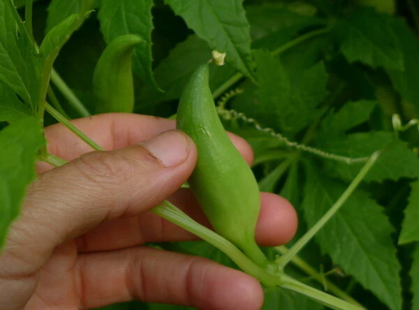 Concombre 'Achocha'