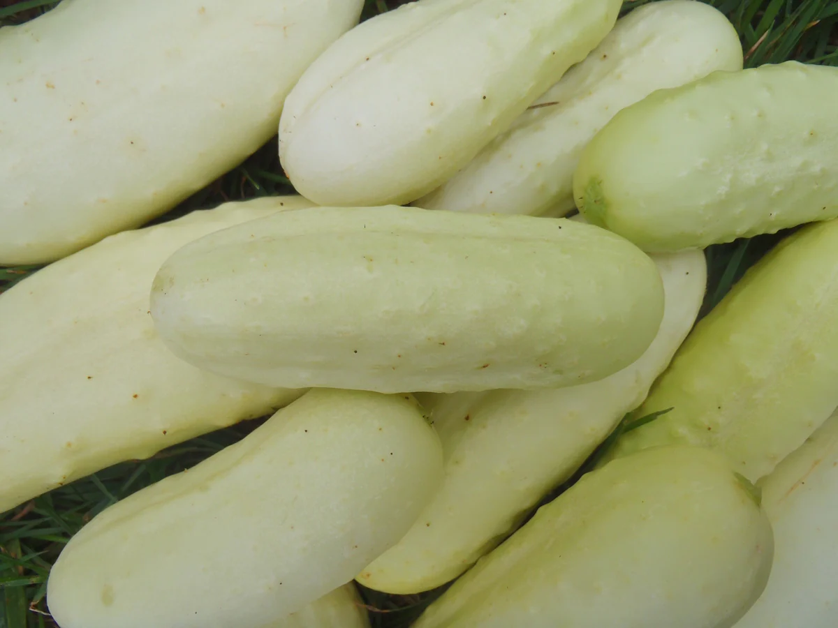 Concombre 'Boothby's Blond'