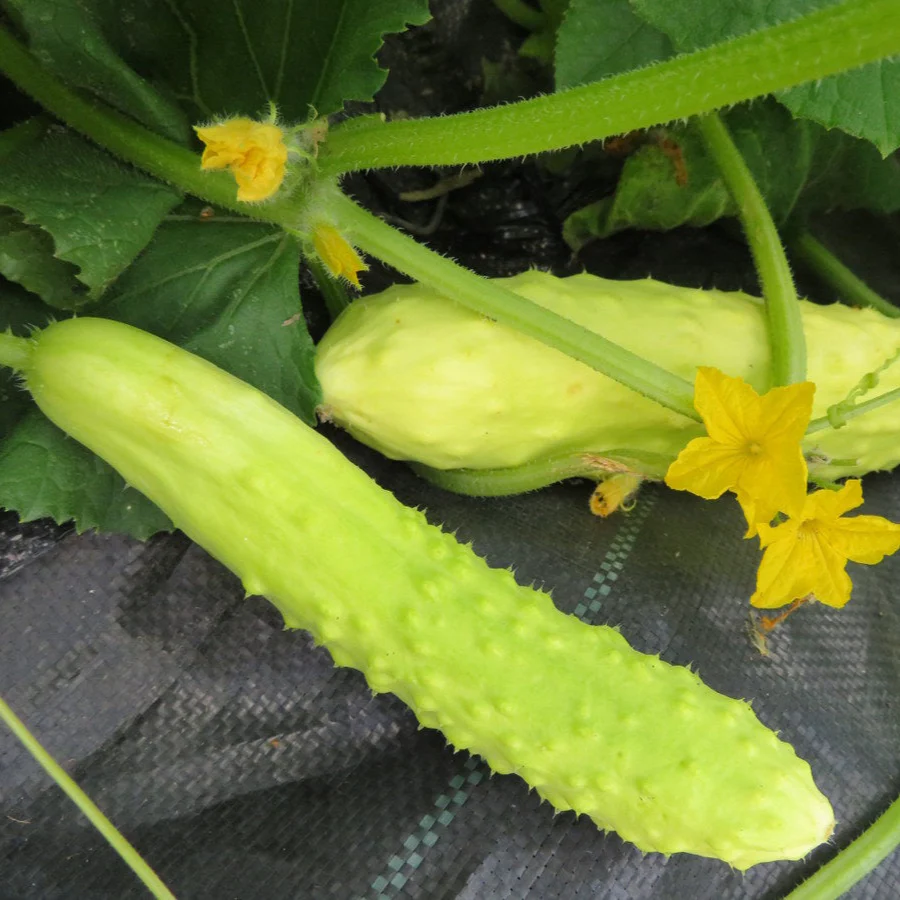 Concombre 'Trois Feuilles Blanches'