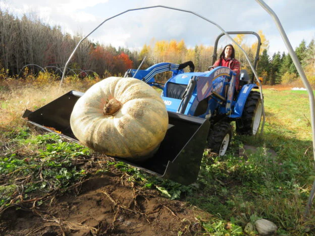 Courge 'Atlantic Giant'