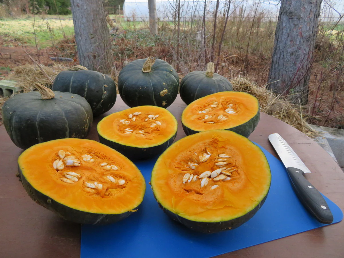 Courge 'Burgess Buttercup'