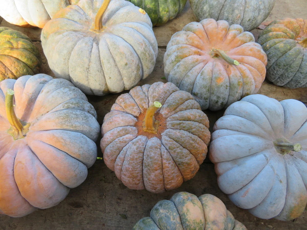 Courge 'Mini musquée de Provence'