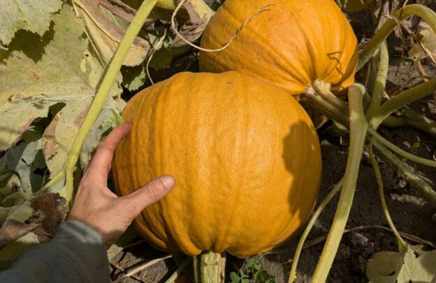 Courge 'Miranda'