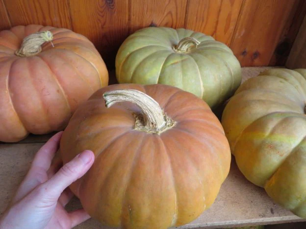 Courge 'Strawberry Crown'