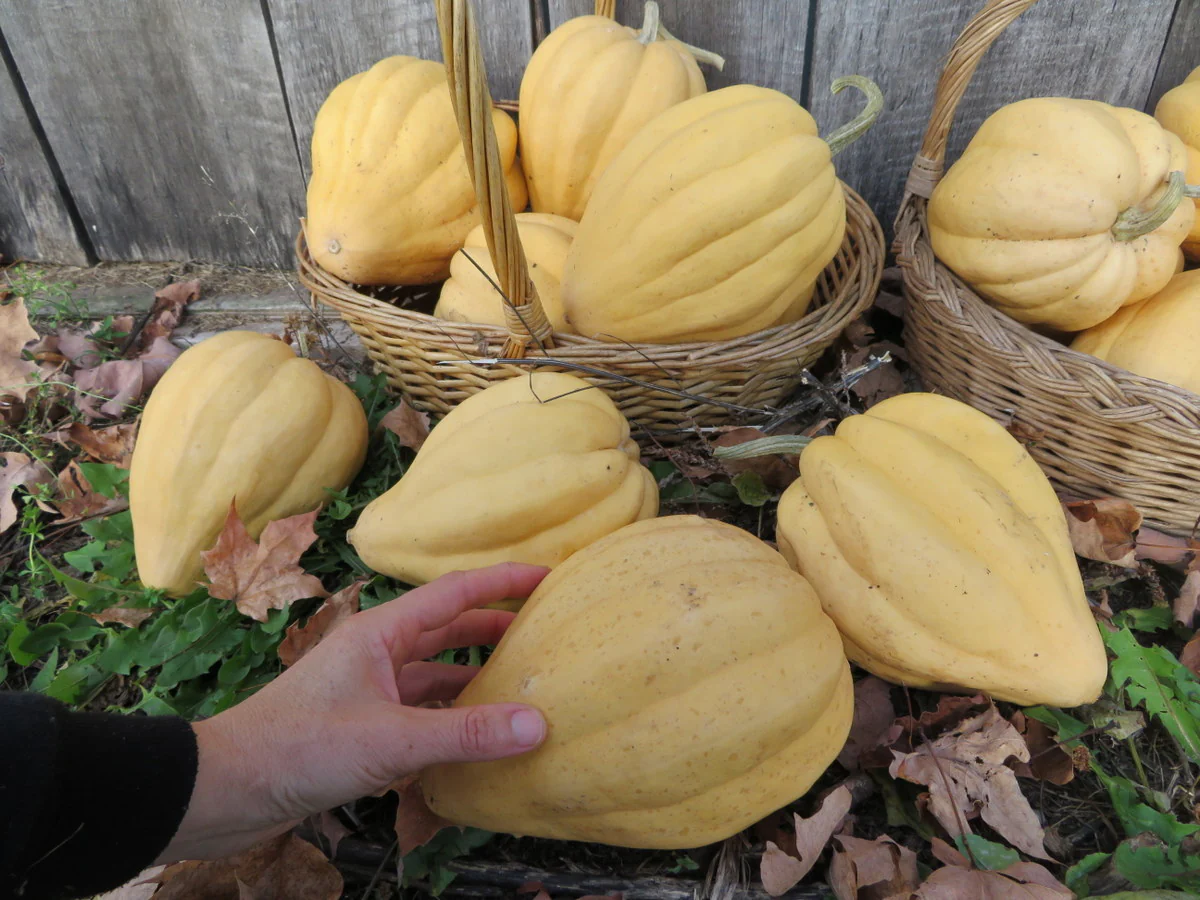 Courge 'Thelma Sanders'