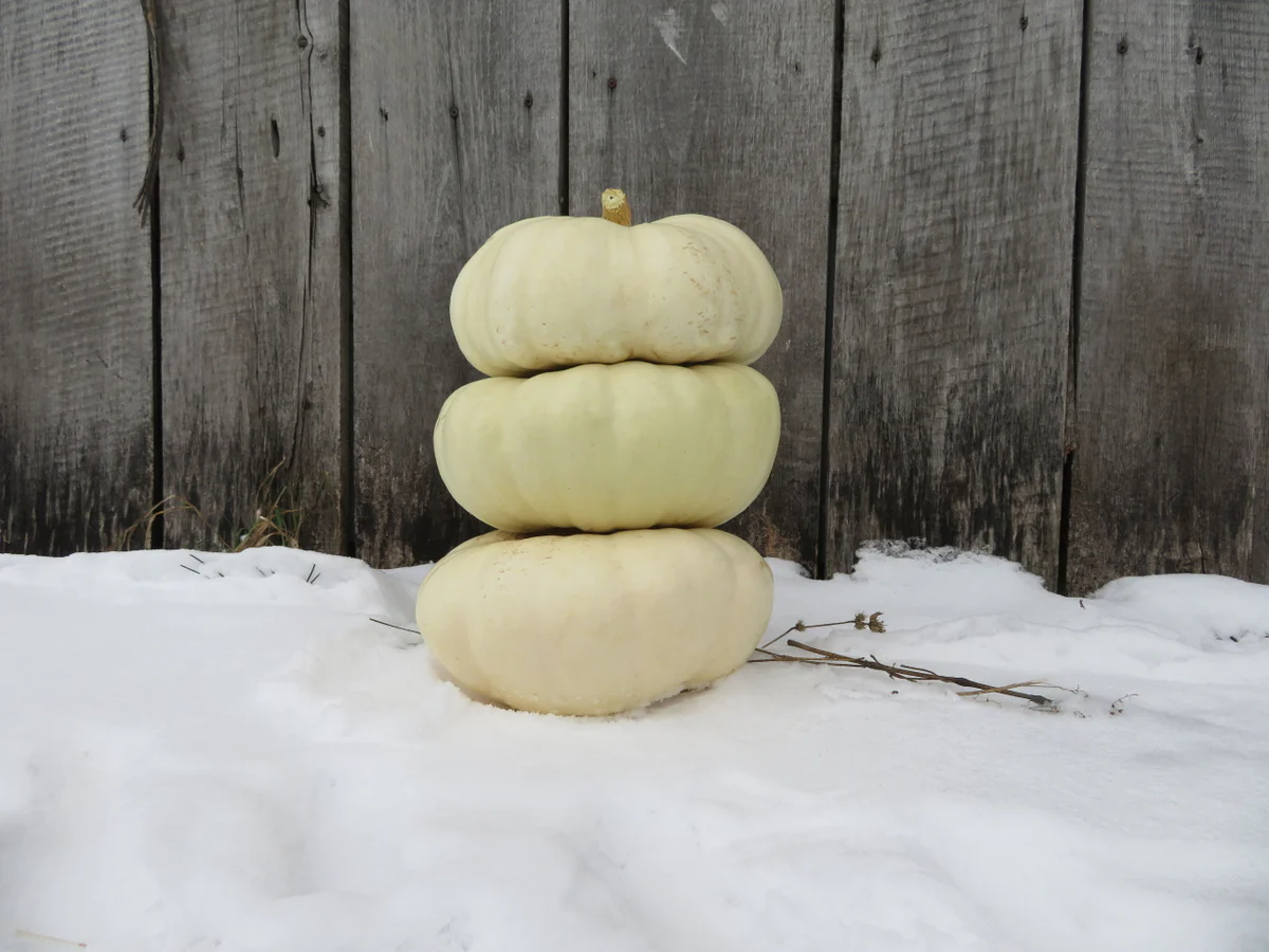 Courge 'White Flat Boer Ford'