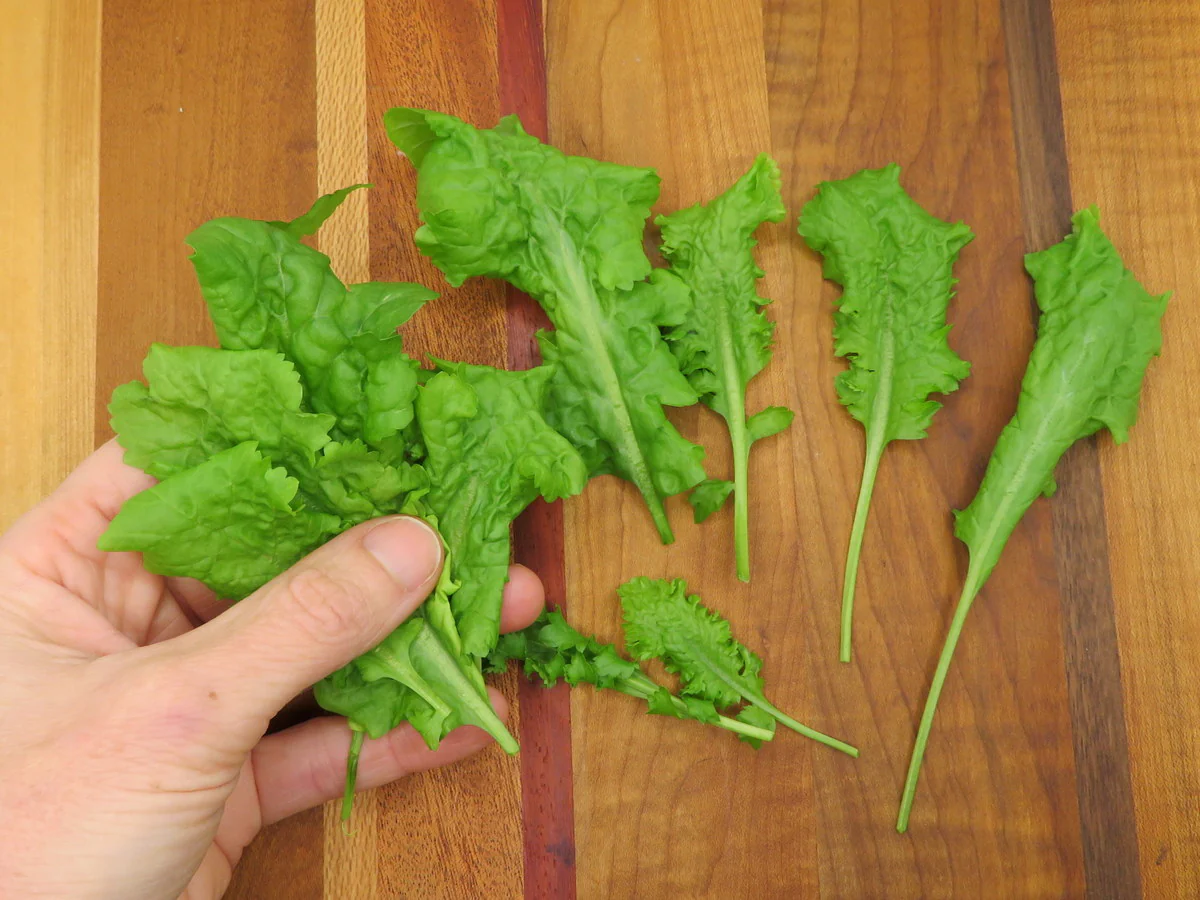 Cresson à large feuille