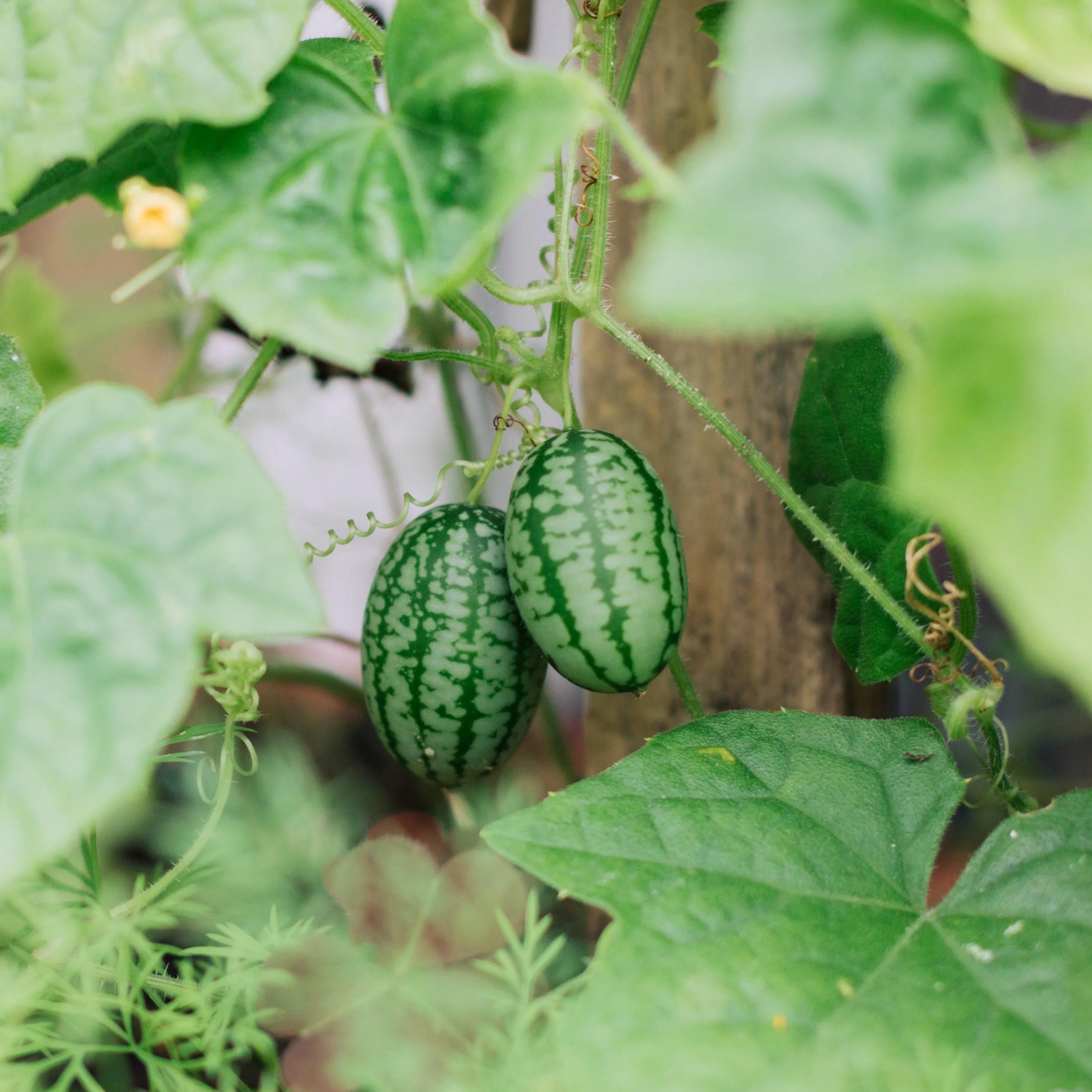 Concombre 'Mouse Melon'