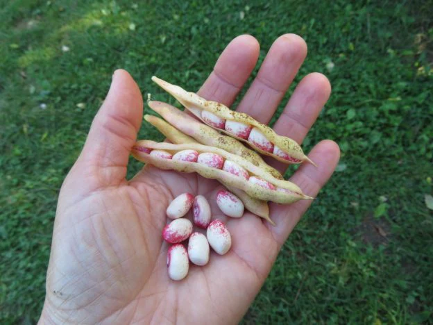 Haricot 'Amish Nuttle'