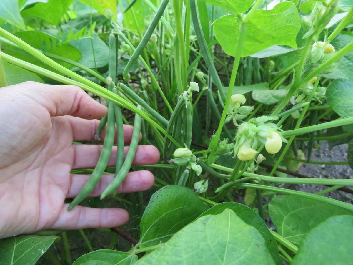 Haricot 'Azuki'