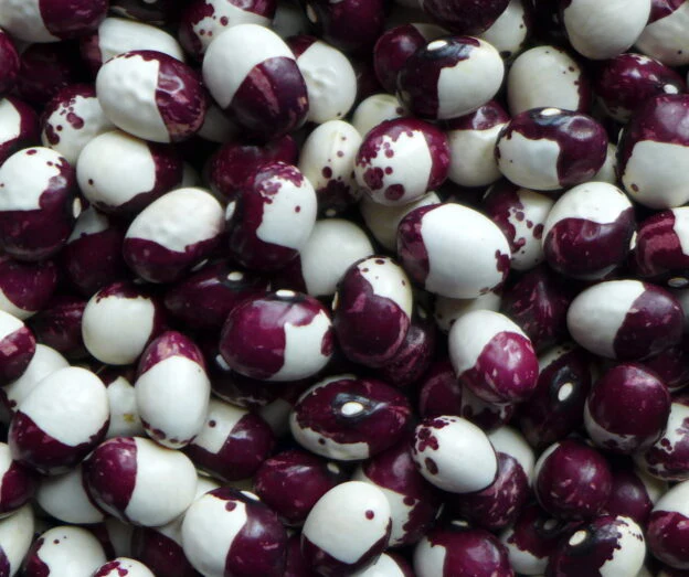 Haricot 'Inca pea'