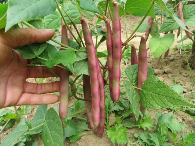 Haricot 'Tanya's Pink Pod'